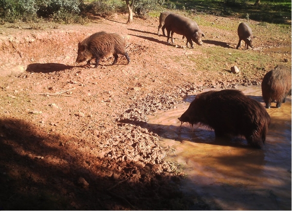 Analizan las interacciones entre cerdos y animales salvajes en las dehesas