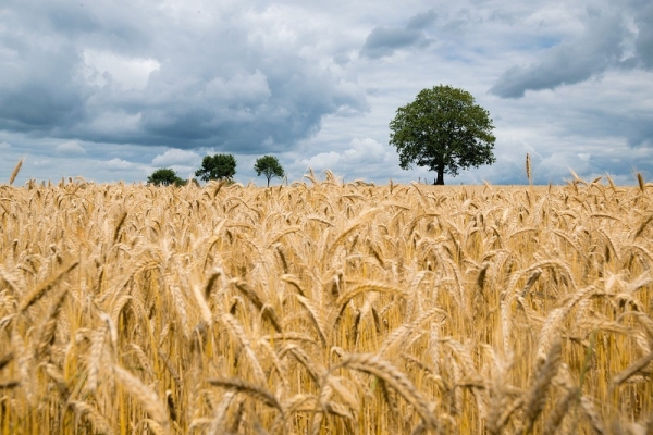 New biodegradable polyurethane foams are developed from wheat straw