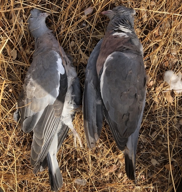 Lead Used in Small Game Hunting Poses No Significant Health Risk to Consumers