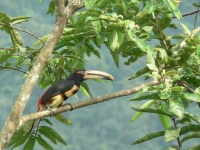 Un arasari piquipálido ('Pteroglossus erythropygius'), una especie de tucán que se puede encontrar en estos bosques ecuatorianos.