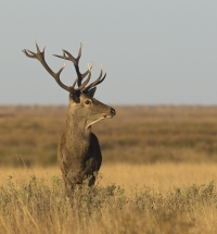 Ciervo común ('Cervus elaphus')