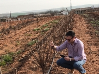 Plantación de caqui