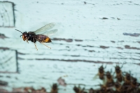 'Avispa asiática y abejas'. Accésit en la categoría General en Fociencia 2012.