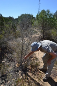 El investigador Ignacio Pérez Ramos, del Instituto de Recursos Naturales y Agrobiología de Sevilla (IRNAS), durante la recolecta de muestras 