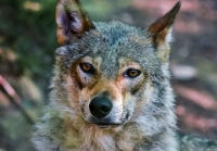 La conservación del lobo