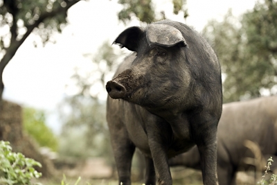 Desarrollan un sensor que permite analizar en tiempo real la autenticidad del cerdo ibrico
