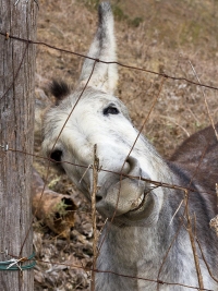 Burro andaluz-cordobés.