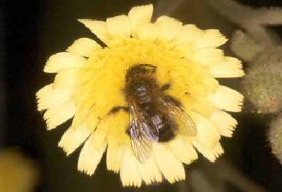 Cientificos del Hospital Universitario ' Reina Sofa' disean una novedosa frmula de aplicacin de la vacuna contra la alergia al veneno de las abejas.