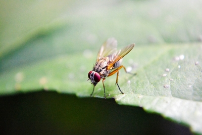 Prueban el uso combinado de hongos y cubiertas vegetales para el control integrado de la mosca de la fruta