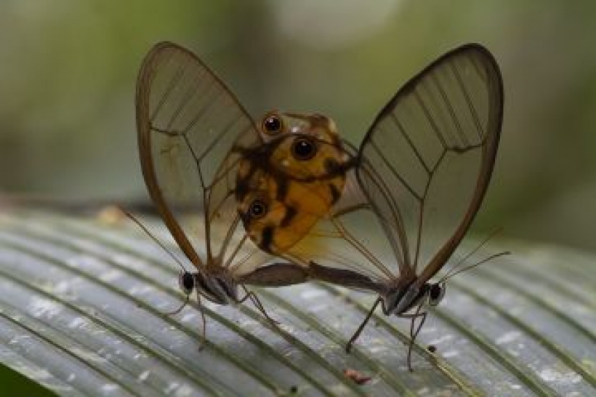 Los machos que cooperan en la crianza compensan el coste evolutivo de la reproducción sexual frente a la reproducción asexual