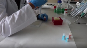 VIDEO | Estudian la manera de obtener leche bovina inmune para reforzar el sistema frente el covid-19
