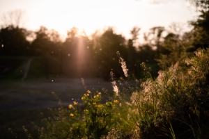 Flores y polen (imagen de archivo Unsplash)